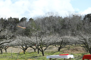 SDIM2867.jpg